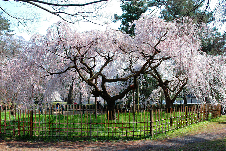 Weeping cherry trees at the site of the Konoe Residence