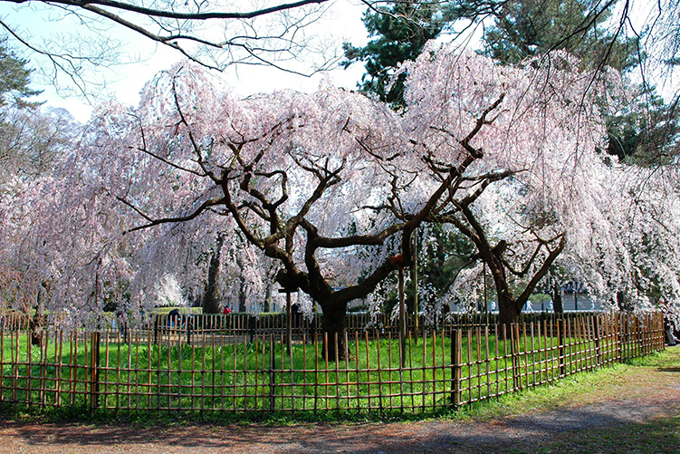 近衞邸枝垂桜