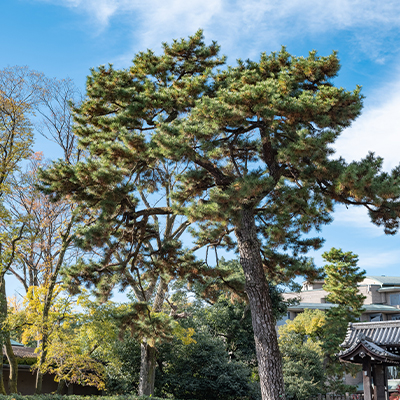 Pine tree of the Honami Residence