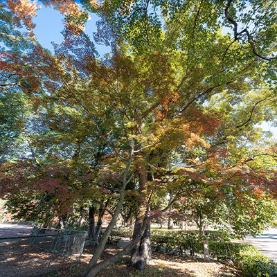 Red-bark oak (ichiigashi)