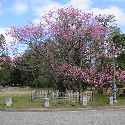 구로키노우메 매화나무