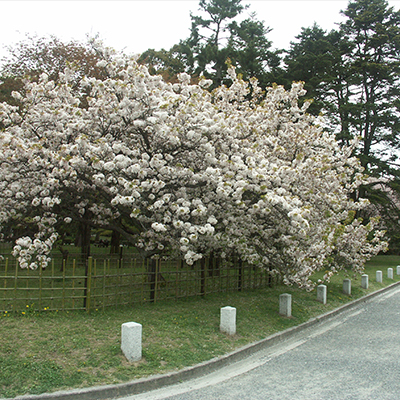 구루마가에시자쿠라 벚나무