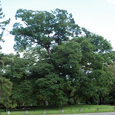 Muku tree (Aphananthe aspera) of the Omiya Residence