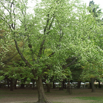 우와미즈자쿠라 벚나무